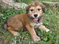 Charlie, a male Golden Mountain Dog for sale in Pierz, MN – 4 of 10
