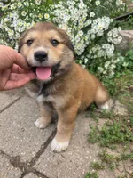 Charlie, a male Golden Mountain Dog for sale in Pierz, MN – 2 of 10