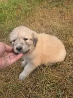 Gracie, a female Bernese Mountain Dog and Great Pyrenees for sale in Pierz, MN – 5 of 5