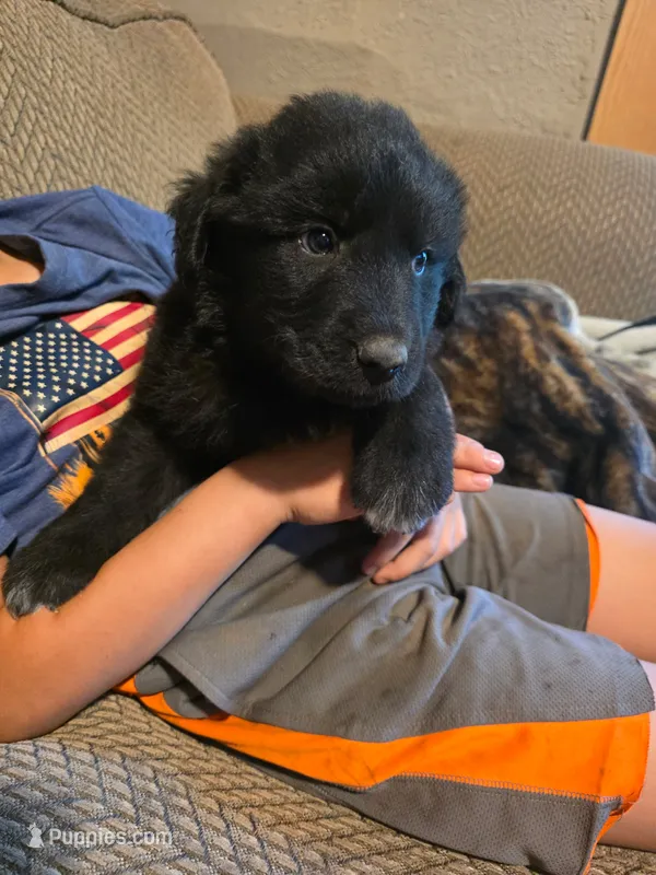 Griffin – Bernese Mountain Dog, Great Pyrenees puppy for sale in Pierz, MN