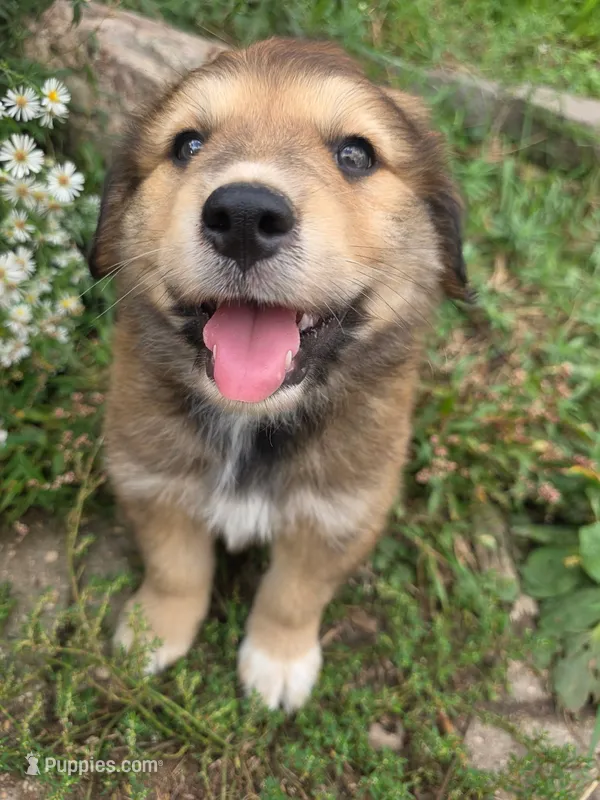 Charlie – Golden Mountain Dog puppy for sale in Pierz, MN