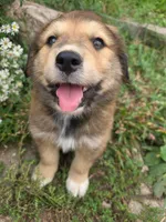 Charlie, a male Golden Mountain Dog for sale in Pierz, MN – 1 of 10
