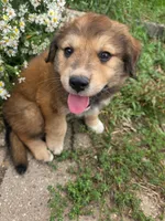 Charlie, a male Golden Mountain Dog for sale in Pierz, MN – 6 of 10