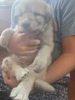 Gracie, a female Bernese Mountain Dog and Great Pyrenees for sale in Pierz, MN – 4 of 5
