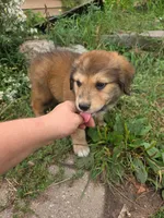 Charlie, a male Golden Mountain Dog for sale in Pierz, MN – 10 of 10