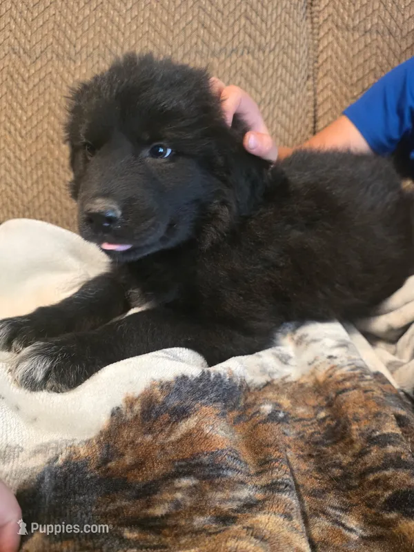 Griffin – Bernese Mountain Dog, Great Pyrenees puppy for sale in Pierz, MN