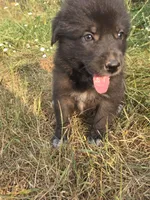 Gemma, a female Bernese Mountain Dog and Great Pyrenees for sale in Pierz, MN – 3 of 3