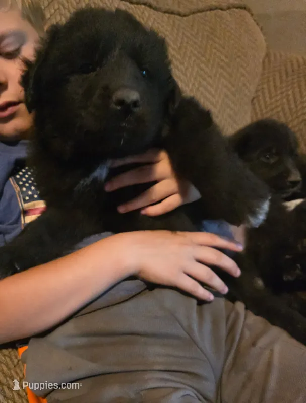 Griffin – Bernese Mountain Dog, Great Pyrenees puppy for sale in Pierz, MN