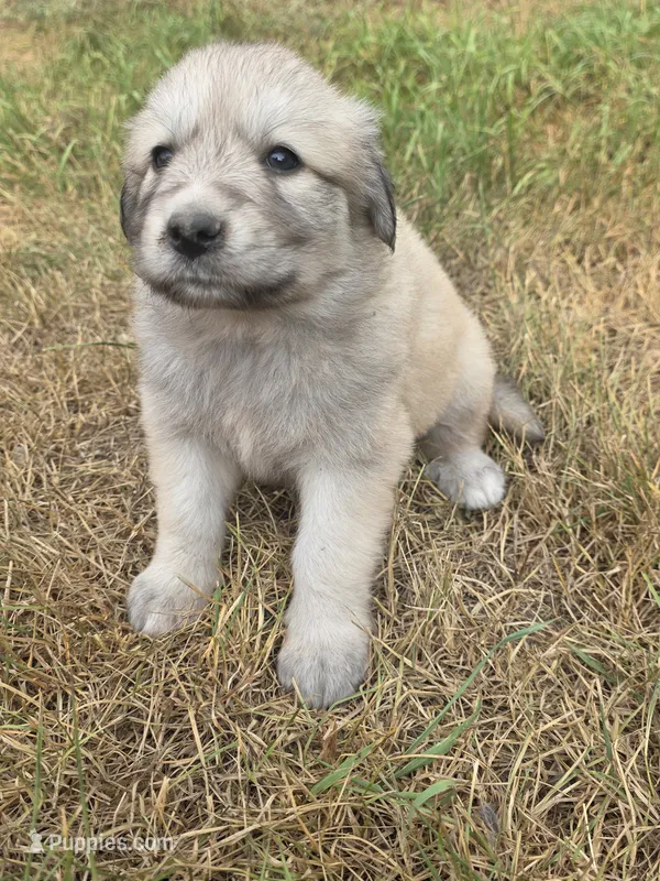 Gracie – Bernese Mountain Dog, Great Pyrenees puppy on hold in Pierz, MN