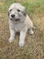 Gracie, a female Bernese Mountain Dog and Great Pyrenees for sale in Pierz, MN – 1 of 5