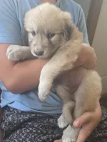 Gracie, a female Bernese Mountain Dog and Great Pyrenees for sale in Pierz, MN – 2 of 5