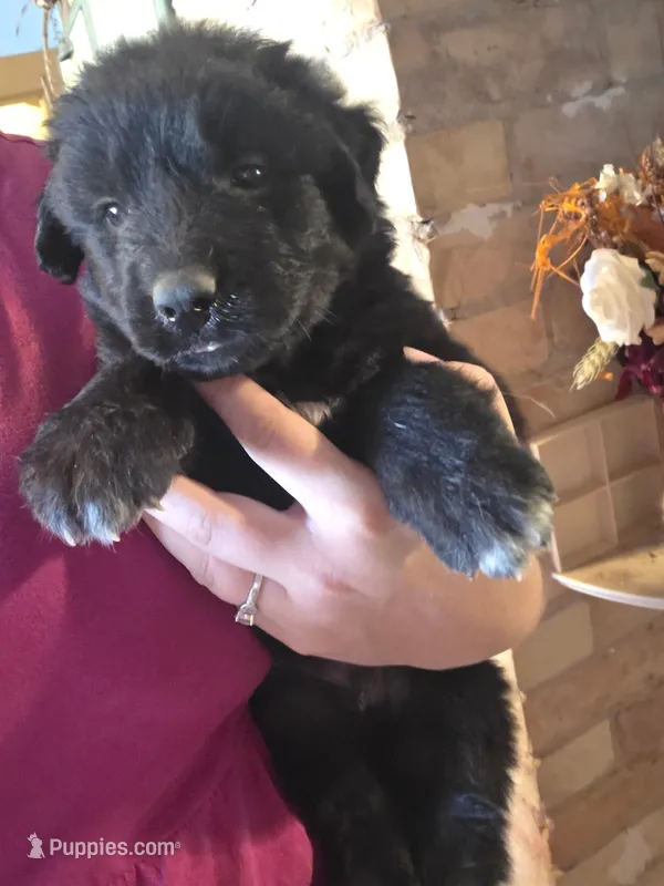 Griffin – Bernese Mountain Dog, Great Pyrenees puppy for sale in Pierz, MN