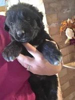 Griffin, a male Bernese Mountain Dog and Great Pyrenees for sale in Pierz, MN – 1 of 2