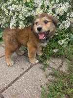 Charlie, a male Golden Mountain Dog for sale in Pierz, MN – 8 of 10