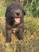 Gemma, a female Bernese Mountain Dog and Great Pyrenees for sale in Pierz, MN – 1 of 3