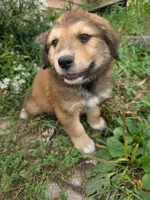 Charlie, a male Golden Mountain Dog for sale in Pierz, MN – 5 of 10