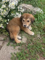 Charlie, a male Golden Mountain Dog for sale in Pierz, MN – 7 of 10