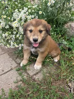 Charlie, a male Golden Mountain Dog for sale in Pierz, MN – 9 of 10