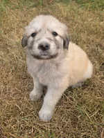 Gracie, a female Bernese Mountain Dog and Great Pyrenees for sale in Pierz, MN – 3 of 5
