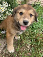 Charlie, a male Golden Mountain Dog for sale in Pierz, MN – 3 of 10
