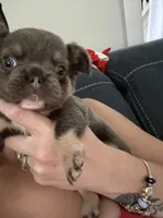 Stormy, a female French Bulldog for sale in Pittsburgh, PA – 2 of 10