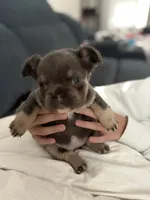 Stormy, a female French Bulldog for sale in Pittsburgh, PA – 6 of 10