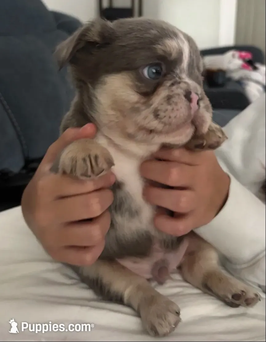 Flash, a male French Bulldog for sale in Pittsburgh, PA – 2 of 10