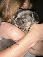 Stormy, a female French Bulldog for sale in Pittsburgh, PA – 4 of 10