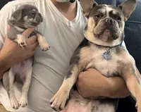 Potato, a male French Bulldog for sale in Pittsburgh, PA – 2 of 10