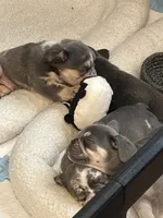 Potato, a male French Bulldog for sale in Pittsburgh, PA – 6 of 10