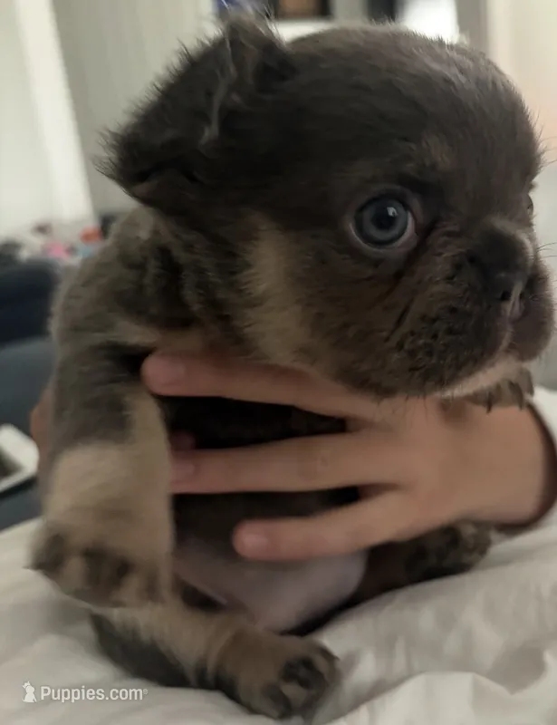 Stormy – French Bulldog puppy for sale in Pittsburgh, PA
