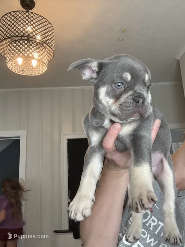 Potato – French Bulldog puppy for sale in Pittsburgh, PA
