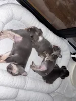 Potato, a male French Bulldog for sale in Pittsburgh, PA – 9 of 10