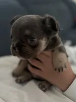 Stormy, a female French Bulldog for sale in Pittsburgh, PA – 3 of 10