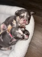 Flash, a male French Bulldog for sale in Pittsburgh, PA – 4 of 10
