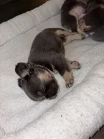 Stormy, a female French Bulldog for sale in Pittsburgh, PA – 7 of 10