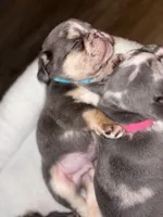 Flash, a male French Bulldog for sale in Pittsburgh, PA – 7 of 10