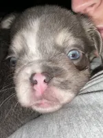 Flash, a male French Bulldog for sale in Pittsburgh, PA – 10 of 10
