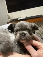 Stormy, a female French Bulldog for sale in Pittsburgh, PA – 5 of 10