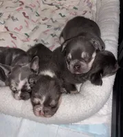 Potato, a male French Bulldog for sale in Pittsburgh, PA – 7 of 10