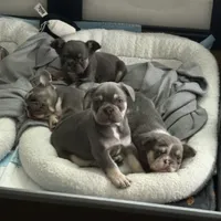 Potato, a male French Bulldog for sale in Pittsburgh, PA – 8 of 10