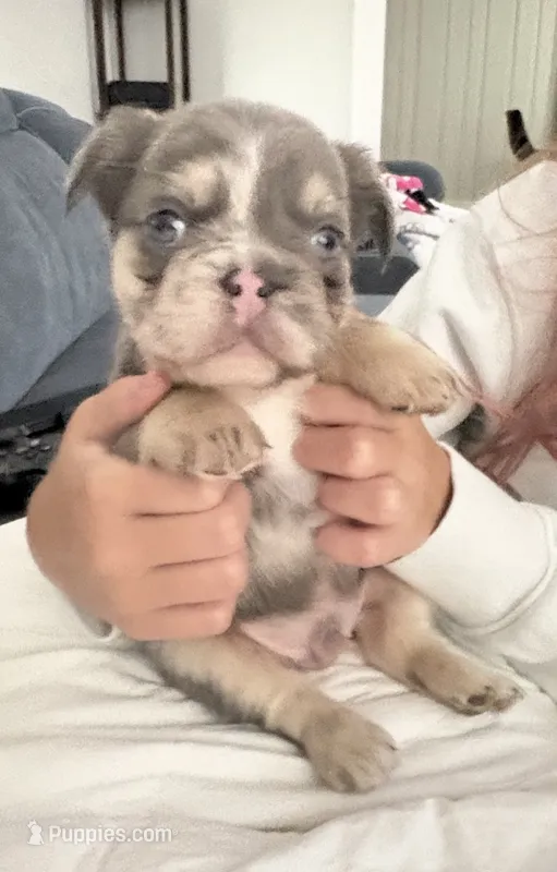 Flash – French Bulldog puppy for sale in Pittsburgh, PA