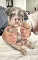 Flash, a male French Bulldog for sale in Pittsburgh, PA – 1 of 10