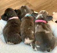 Stormy, a female French Bulldog for sale in Pittsburgh, PA – 9 of 10
