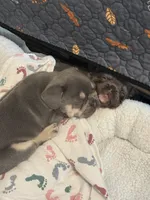 Potato, a male French Bulldog for sale in Pittsburgh, PA – 4 of 10