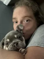 Potato, a male French Bulldog for sale in Pittsburgh, PA – 3 of 10