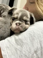 Flash, a male French Bulldog for sale in Pittsburgh, PA – 8 of 10