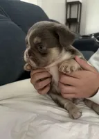 Flash, a male French Bulldog for sale in Pittsburgh, PA – 3 of 10