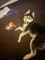 Azula, a female Siberian Husky for sale in Roseville, CA – Photo 3 of 4