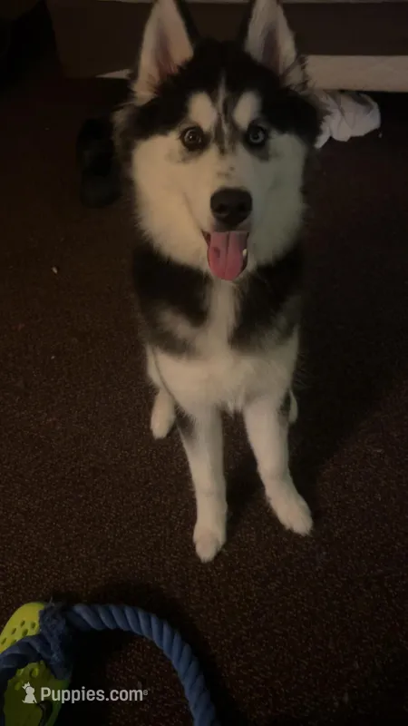 Azula – Siberian Husky puppy for sale in Roseville, CA